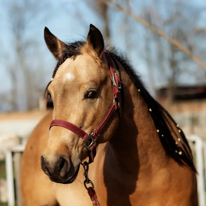 Meisterliche Werbefotografie von Walter Jahrstorfer zur Ankunft des Quarter Horses nach dem Wanderreiten vom Nationalpark Bayerischer Wald in Wien. Authentische Momentaufnahme im H&D Schulz Western Training Center, erstellt für https://bayerischer-wald-wanderreiten.de/.
